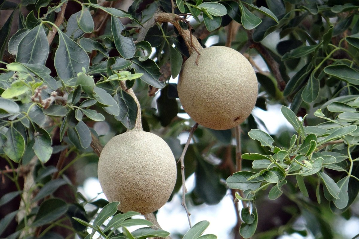 Feronia Limonia
