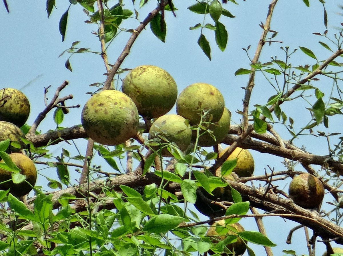 Бильва Aegle Marmelos