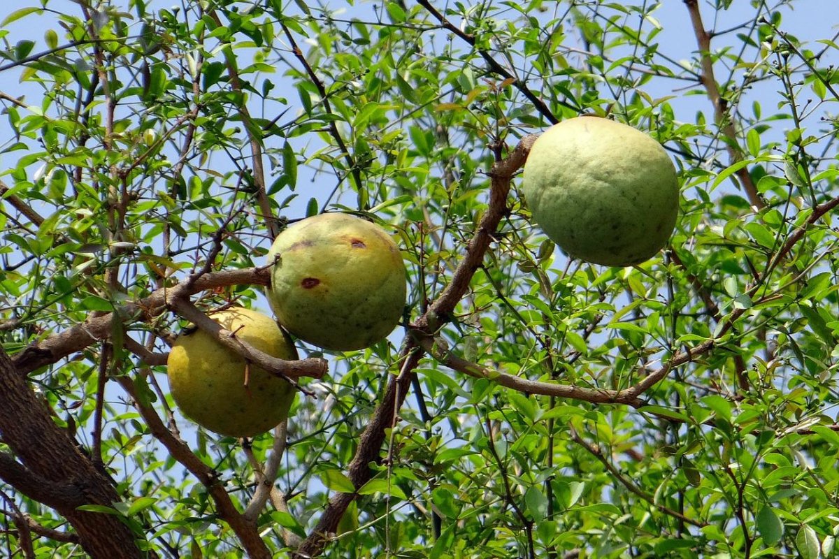 Aegle Marmelos дерево