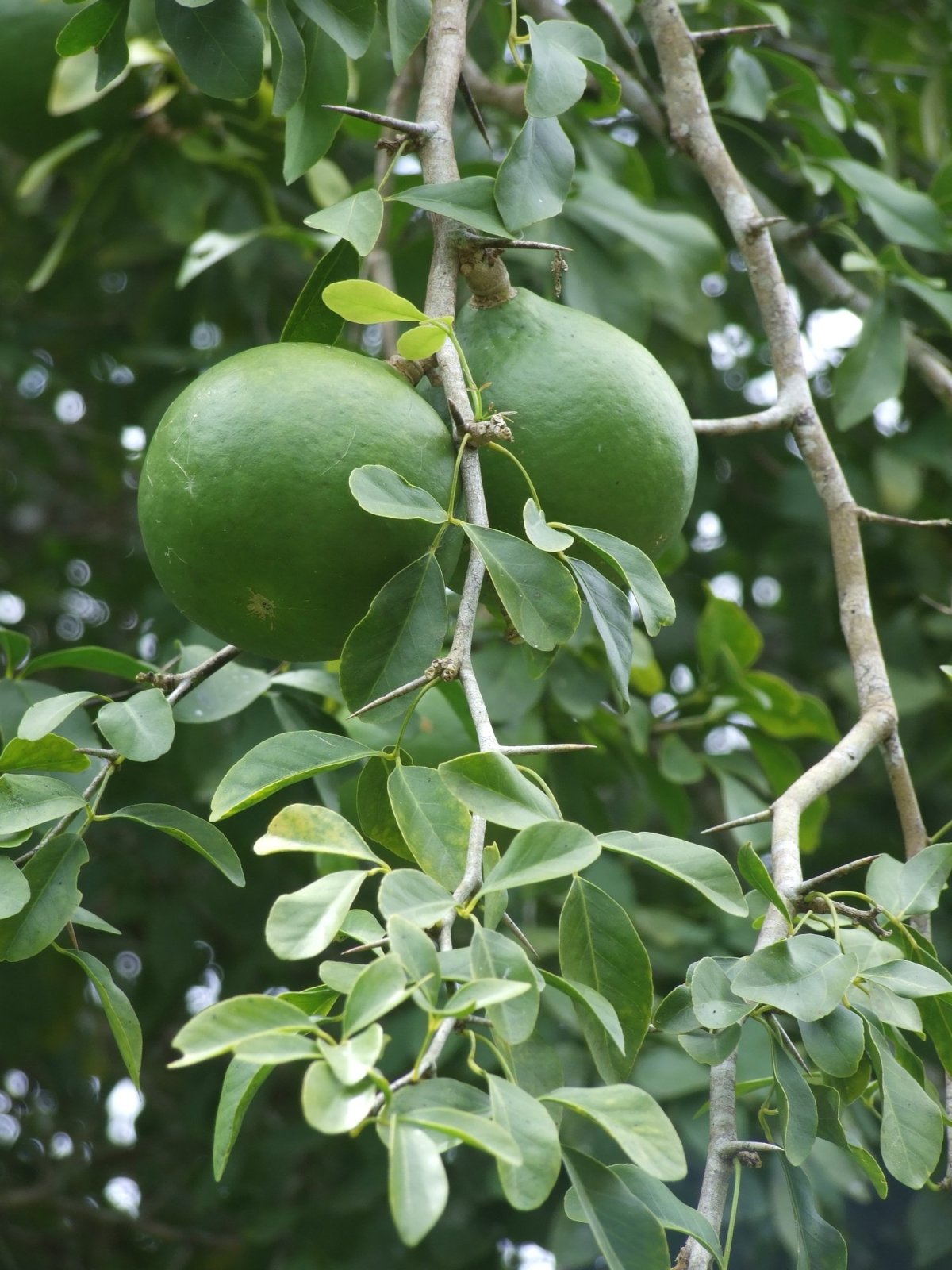 Aegle Marmelos