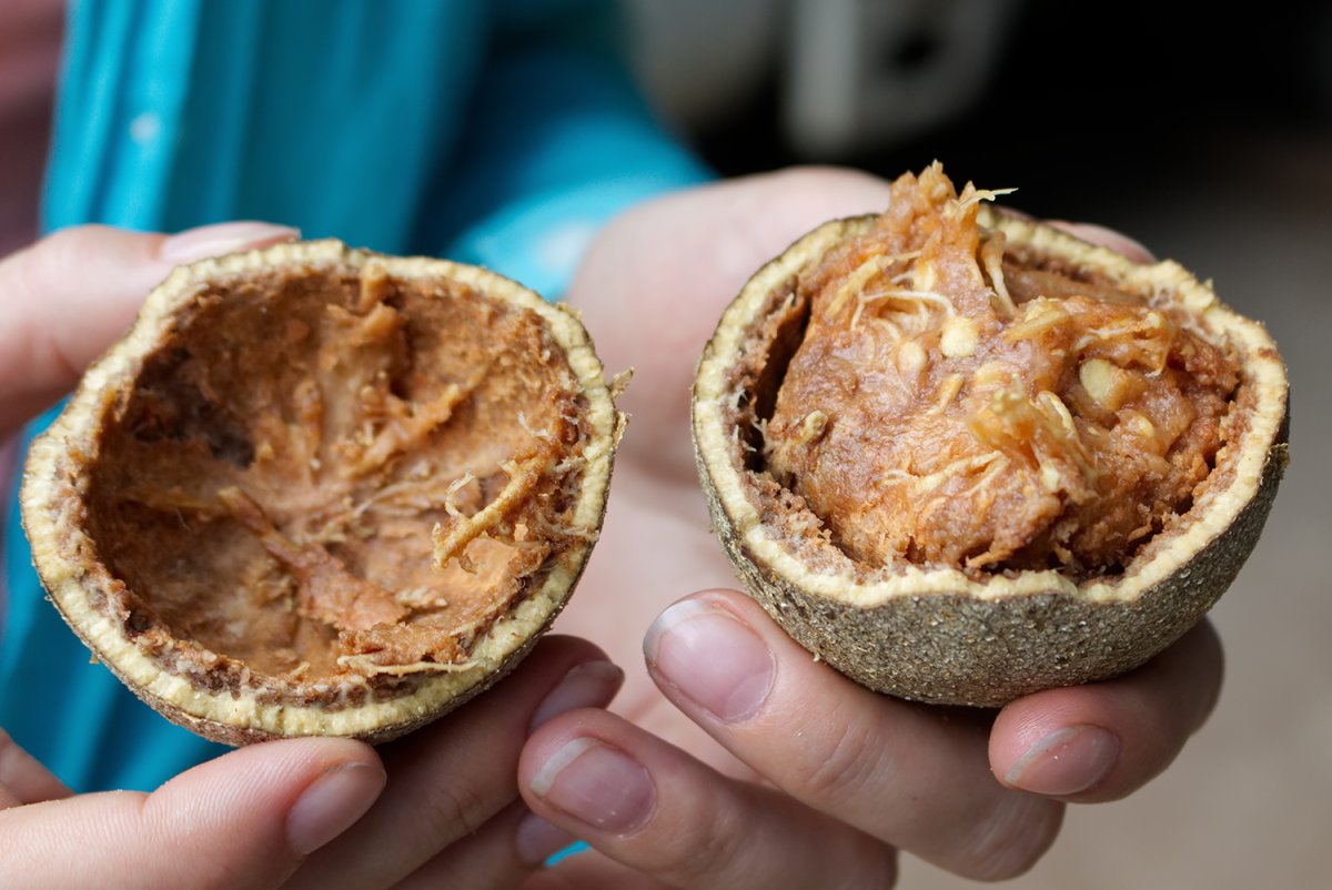 Баиль (Bael, древесное яблоко, Wood Apple)
