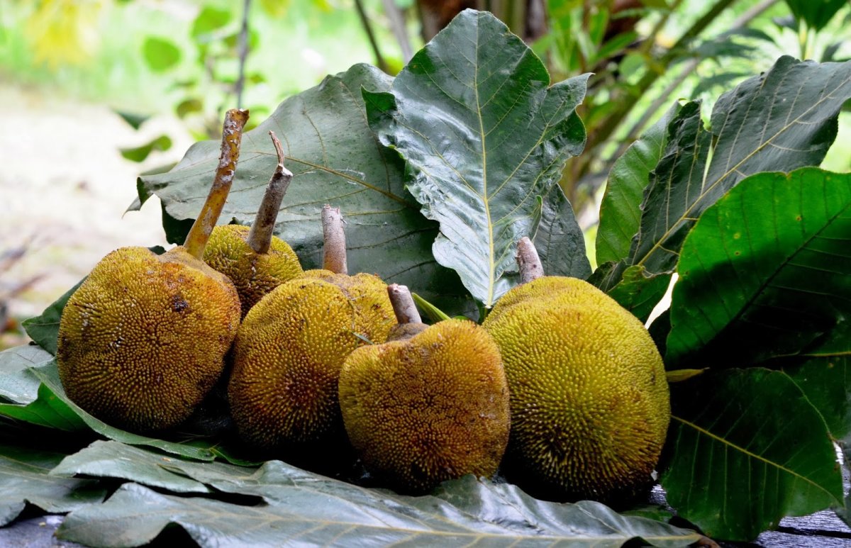 Artocarpus odoratissimus