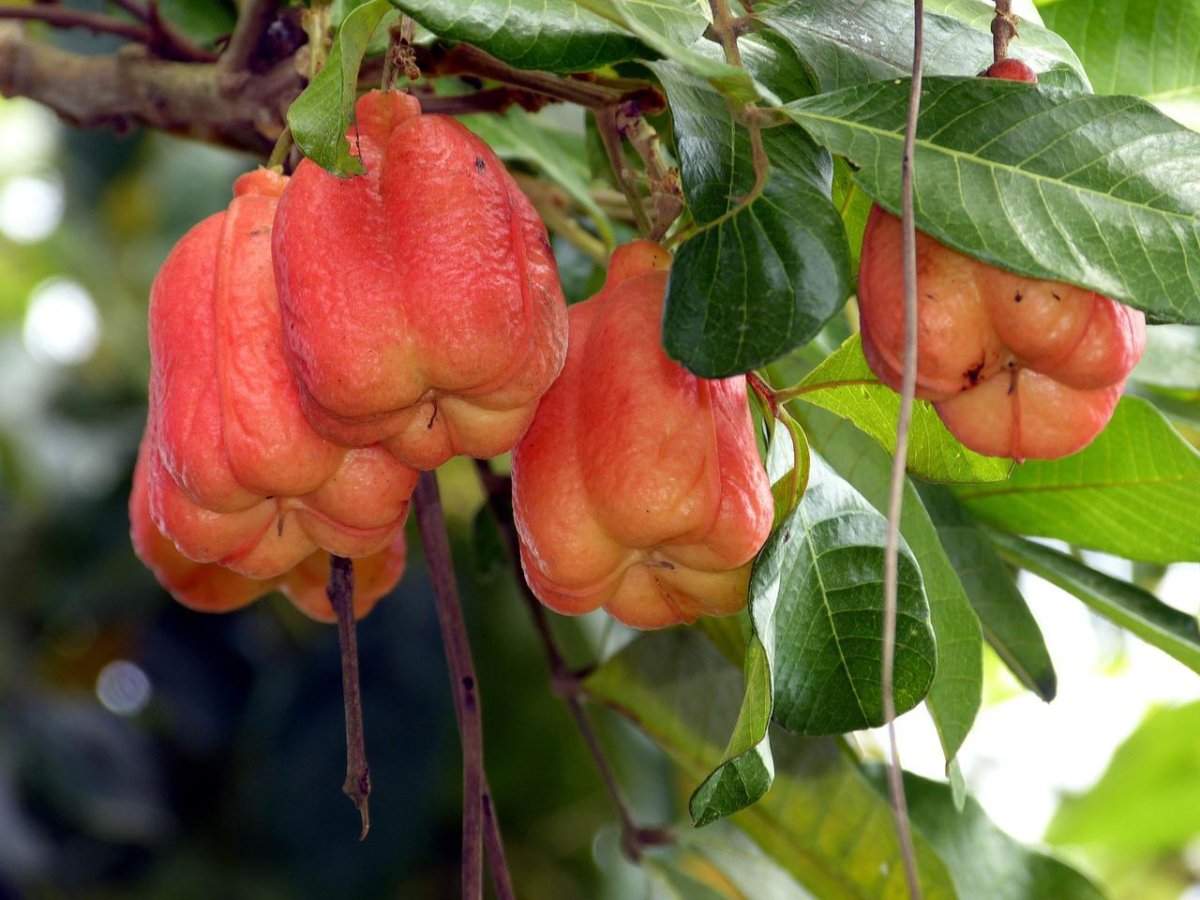 Лиана диоскорефиллум кумминисии,