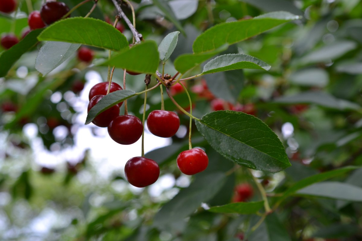Cerasus fruticosa Pall. – Вишня Степная