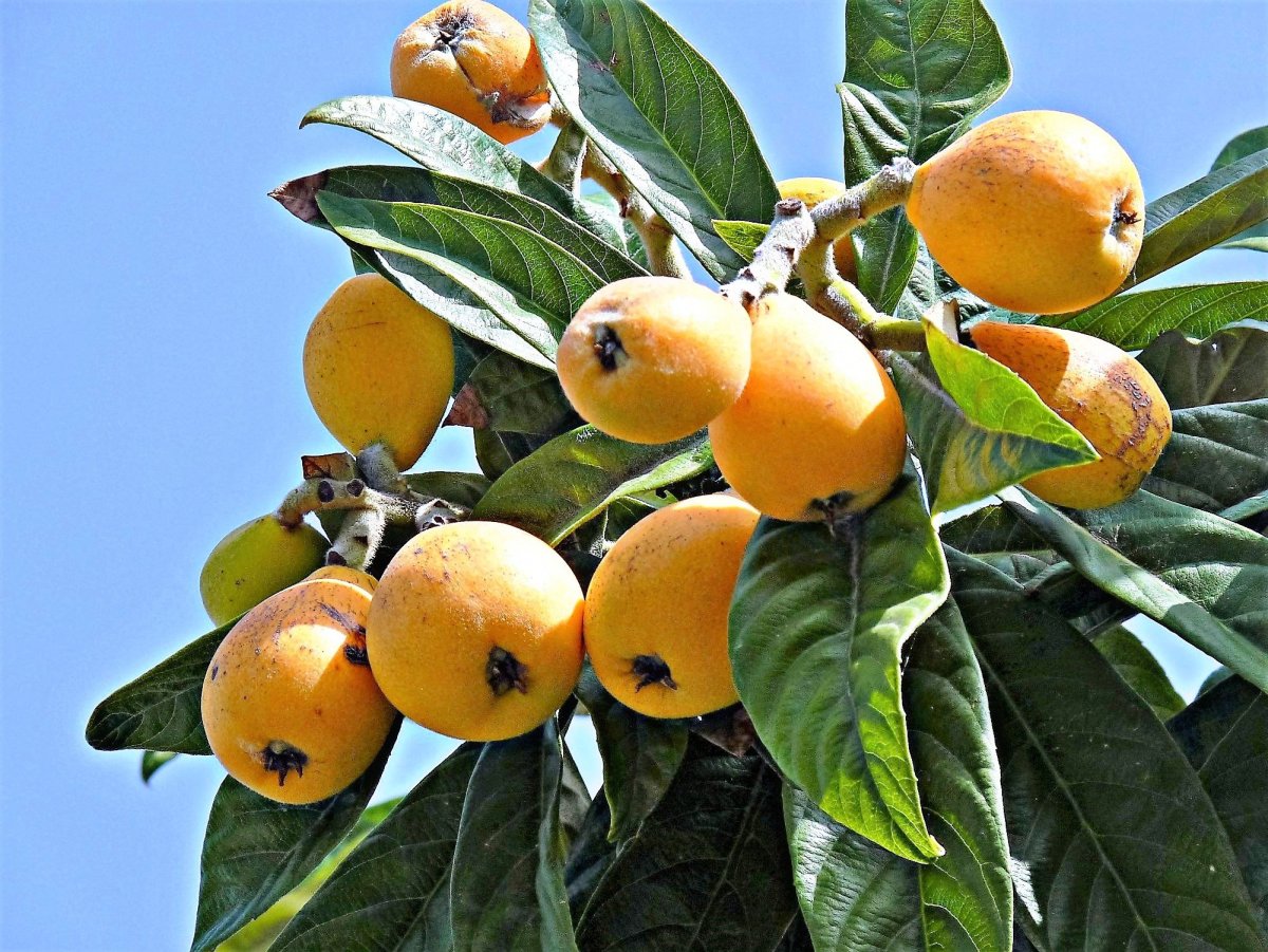 Мушмула Абхазская