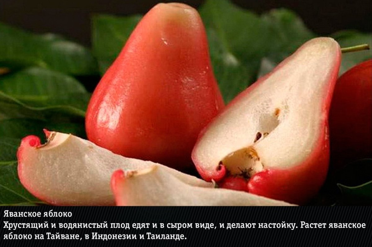 Розовое яблоко Чомпу