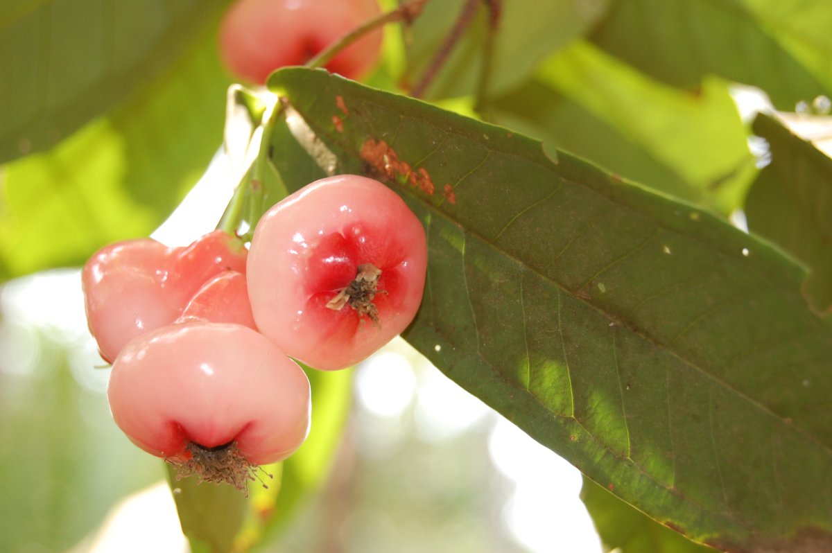 Водяное яблоко (лат. Syzygium aqueum)