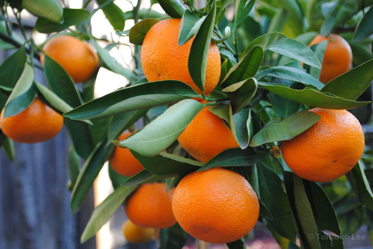 Мандарин (Citrus reticulata)