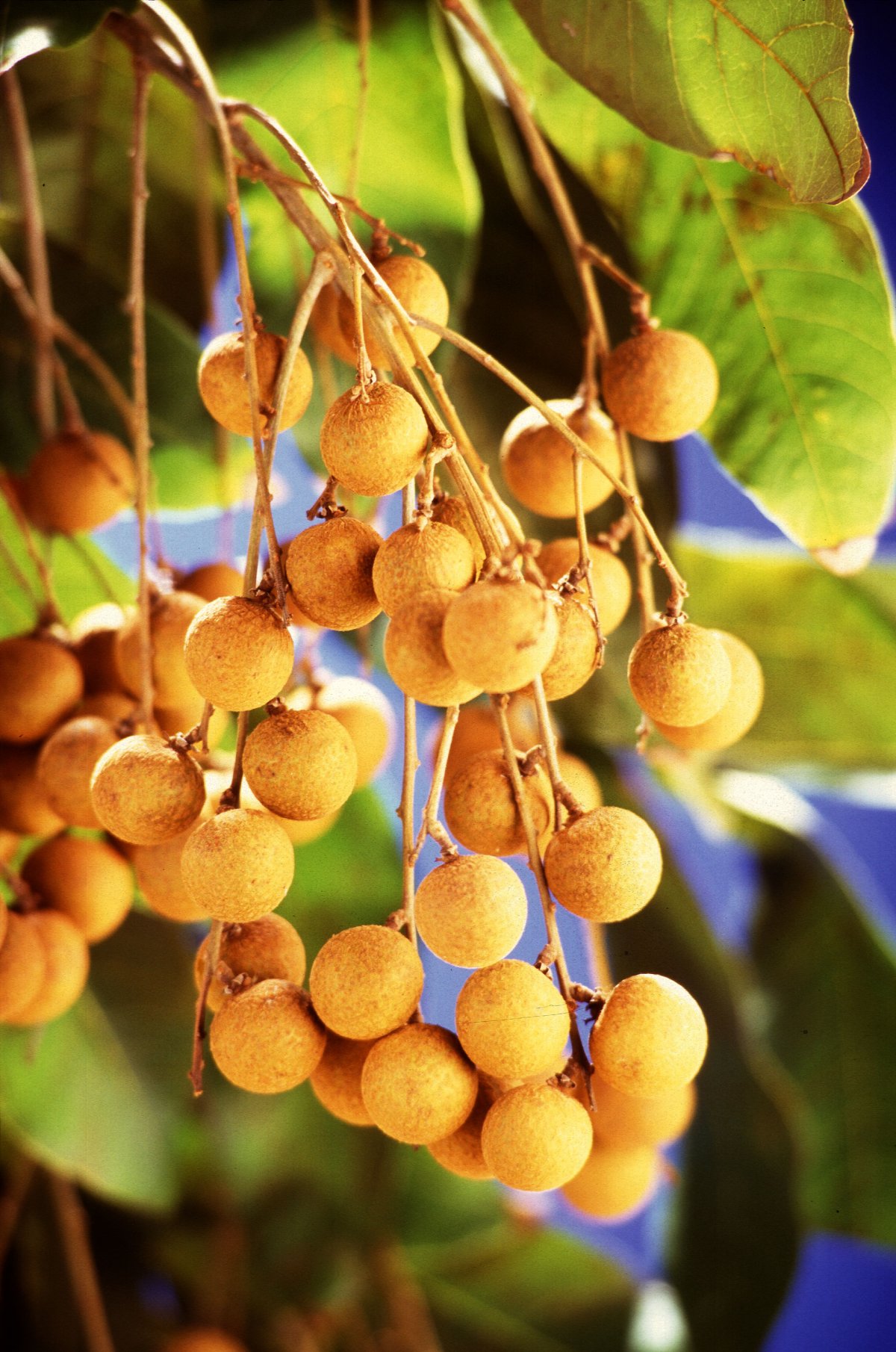 Dimocarpus лонган