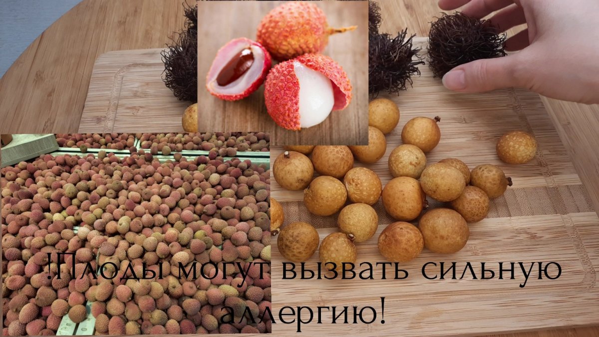 Лонган и личи в чем разница