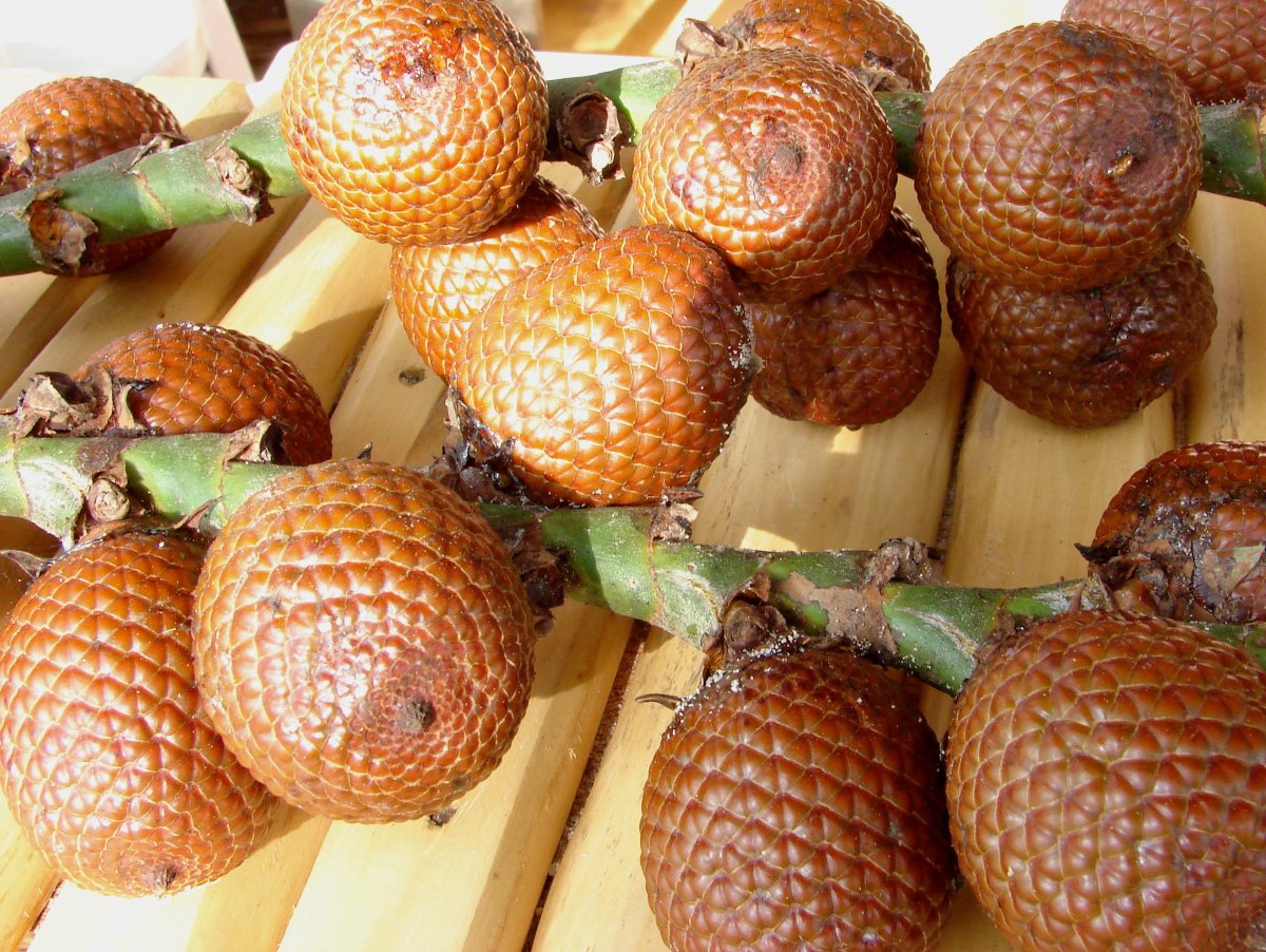 Бурити (Mauritia flexuosa l.)