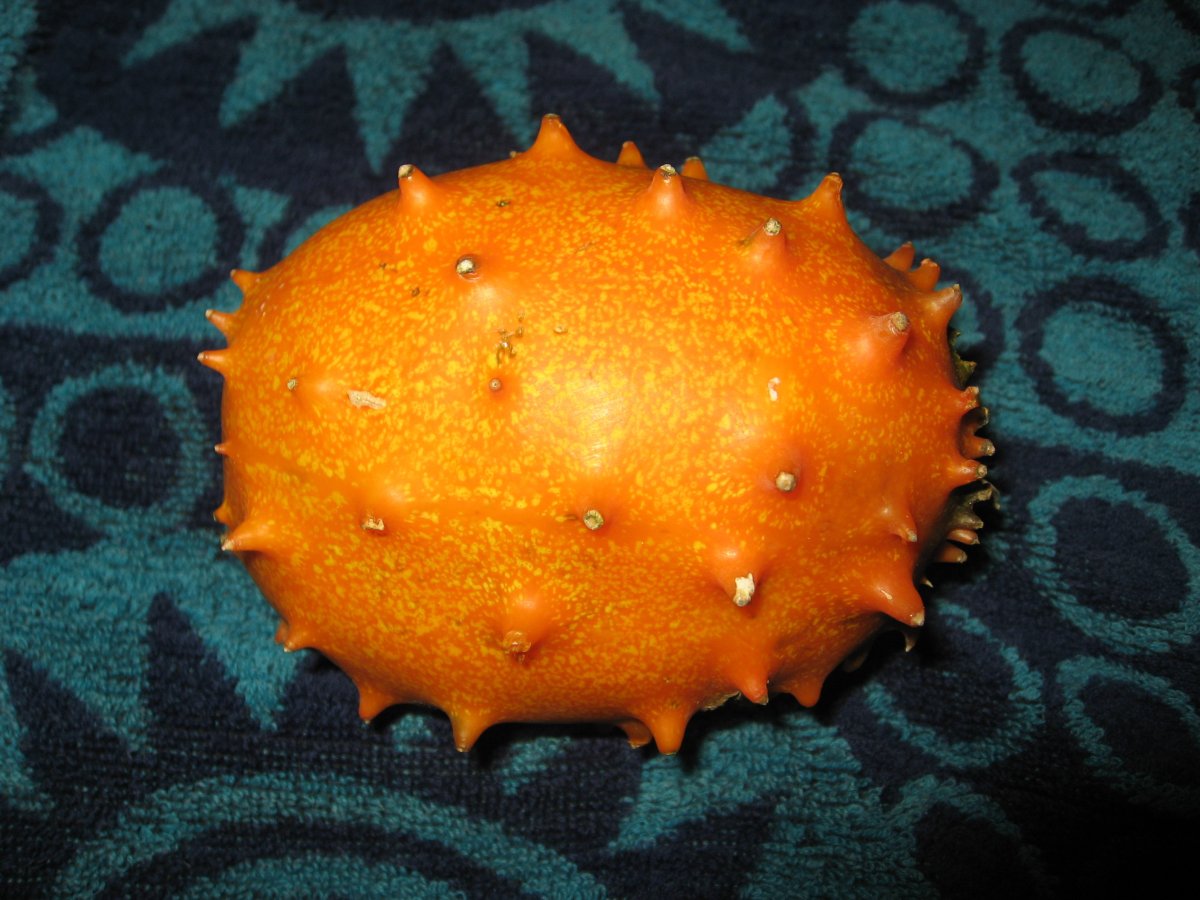 Cucumis metulifer