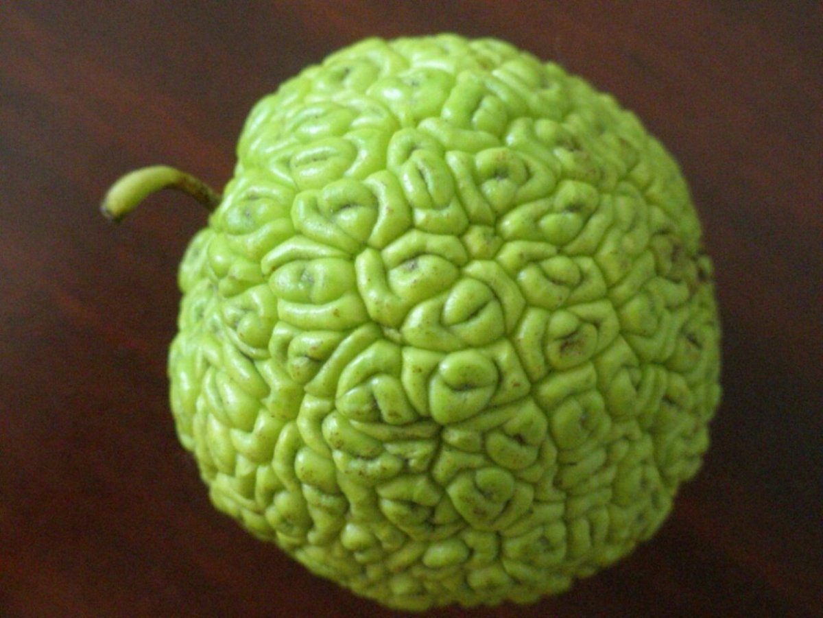 Маклюра яблоко Сочи