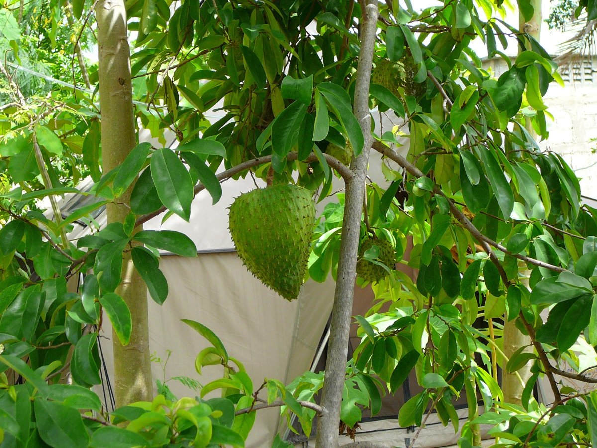 Annona muricata дерево