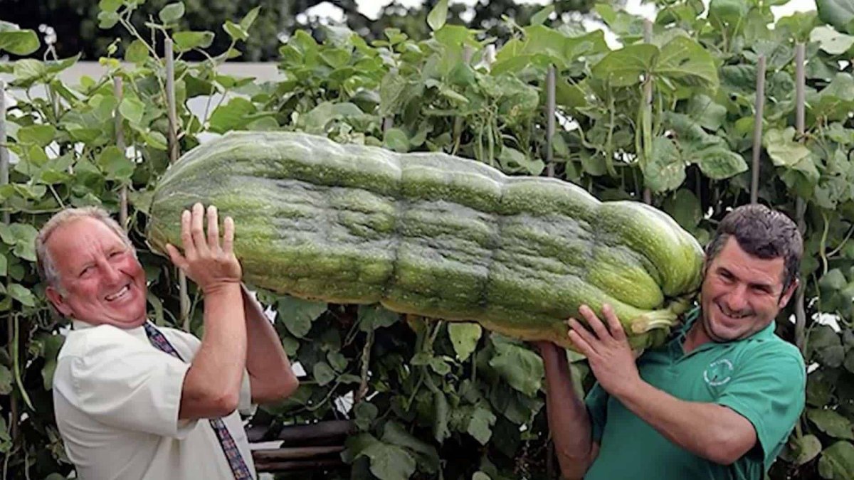 Largest Fruit