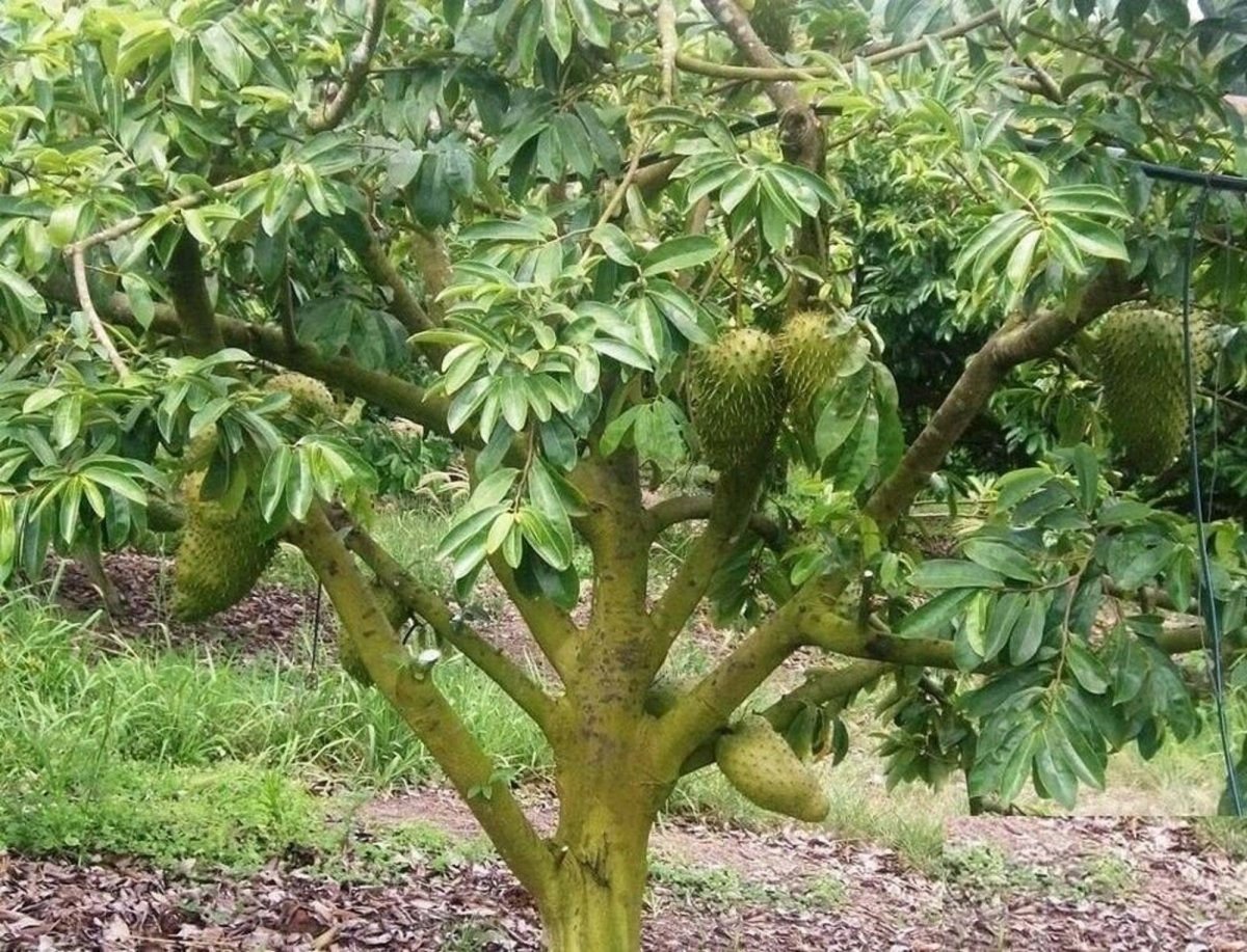 Гравиола (Annona muricata)