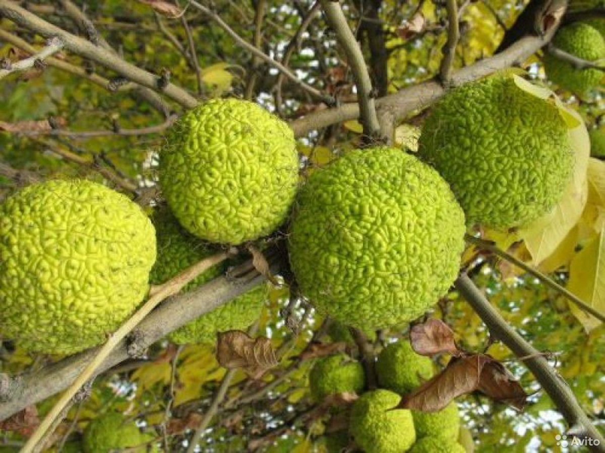 Маклюра оранжевая