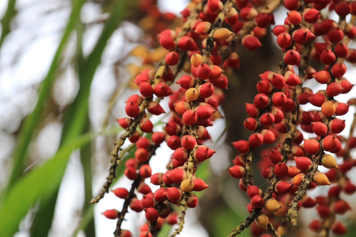 Palm Tree Berries.