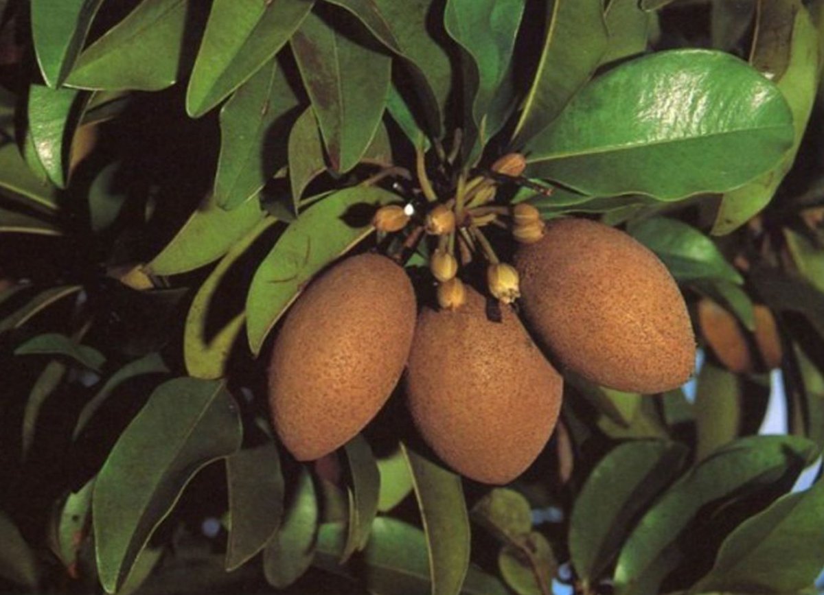 Manilkara zapota