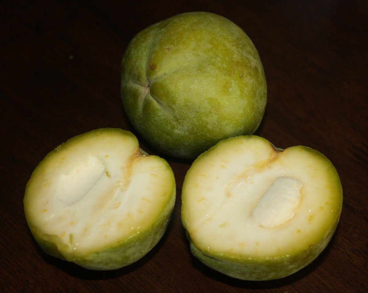 Sapote Blanco