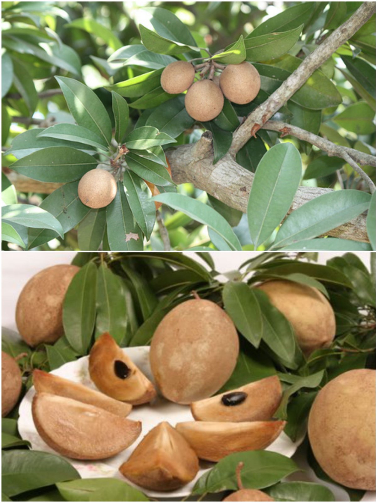 Manilkara zapota