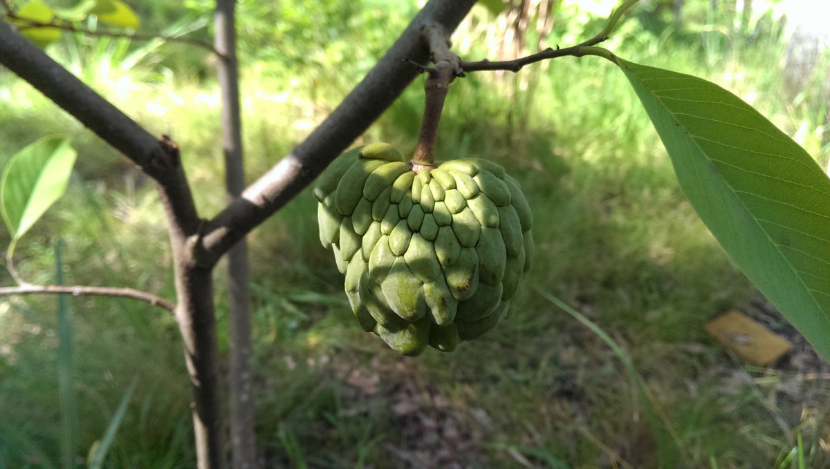 Annona Atemoya