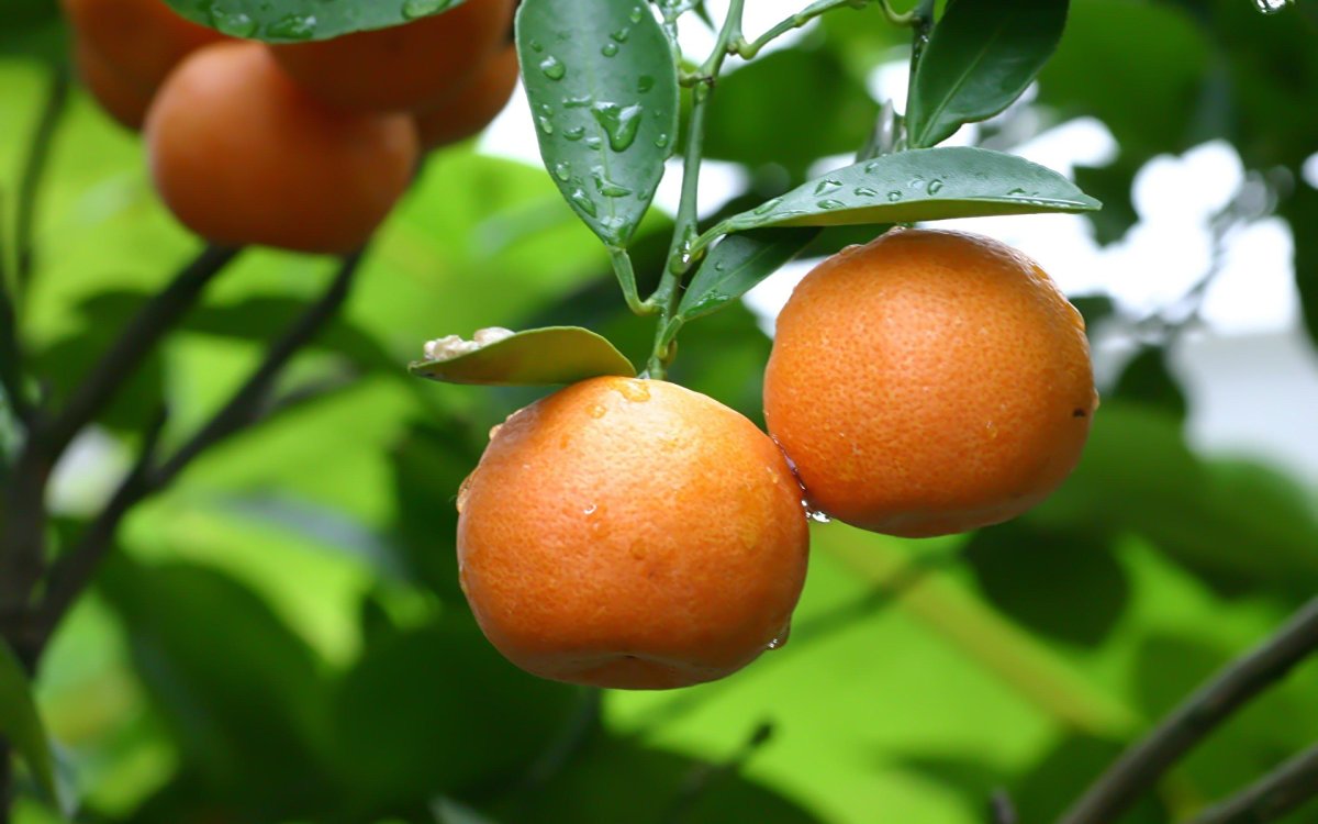 Апельсин (Citrus sinensis)