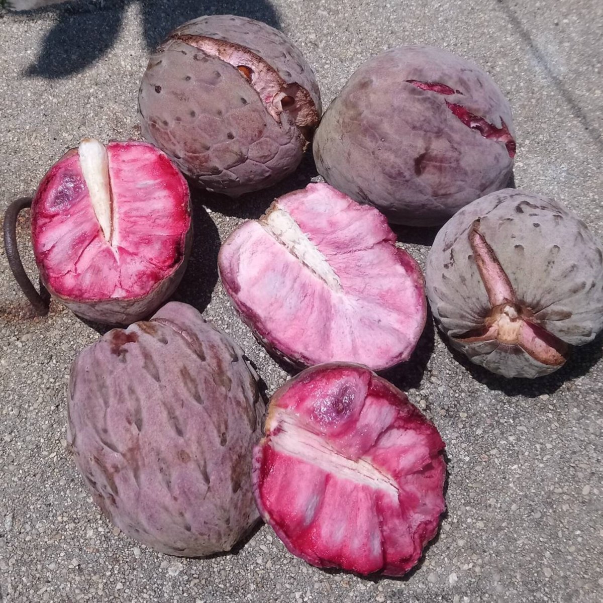 Annona macroprophyllata (Ilama Pink)