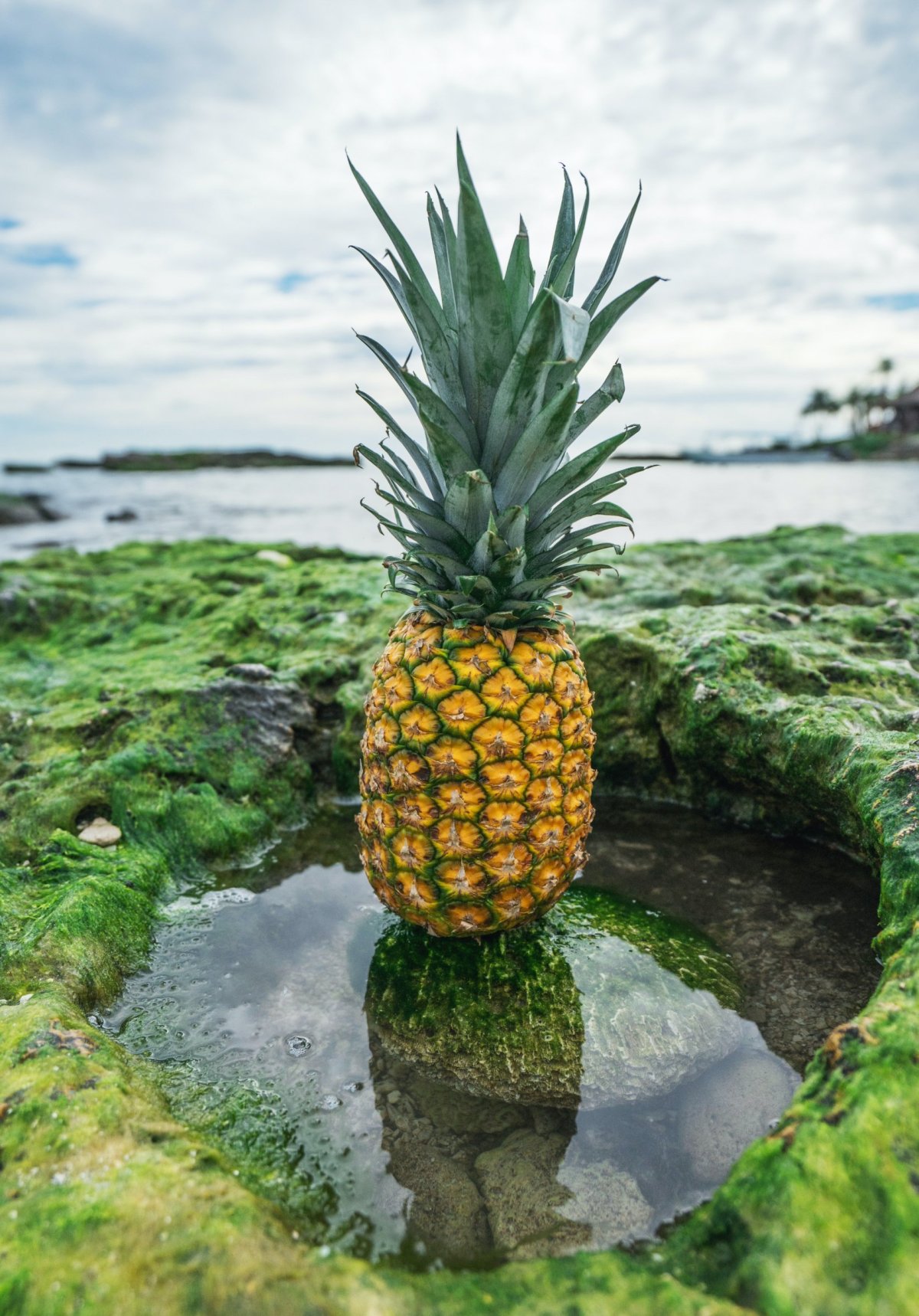 Ананас (ananas)