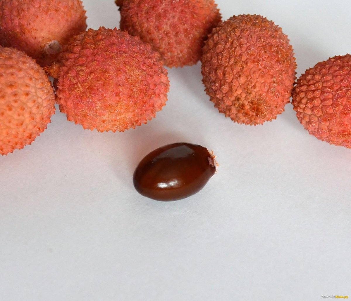 Rosina Lychee