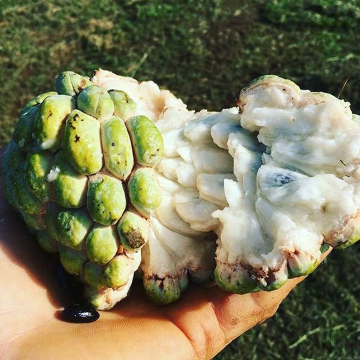 НОЙНА сахарное яблоко