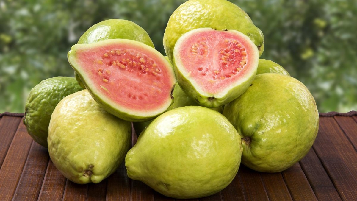 Psidium guajava (гуава, псидиум)