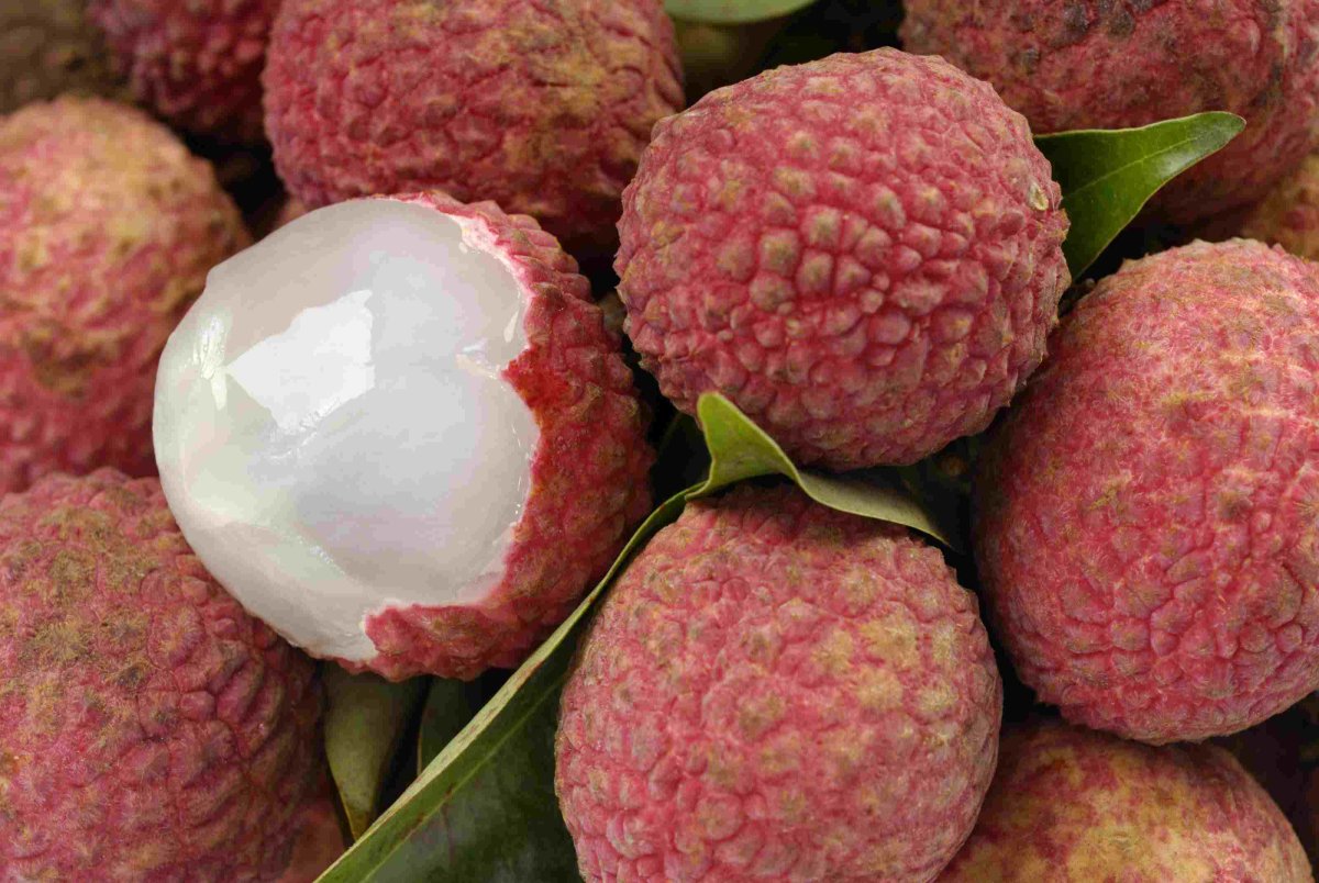 Litchi chinensis