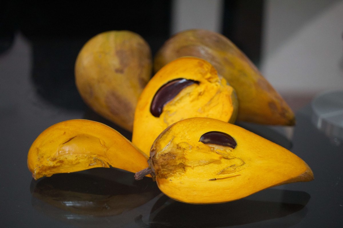 Pouteria campechiana