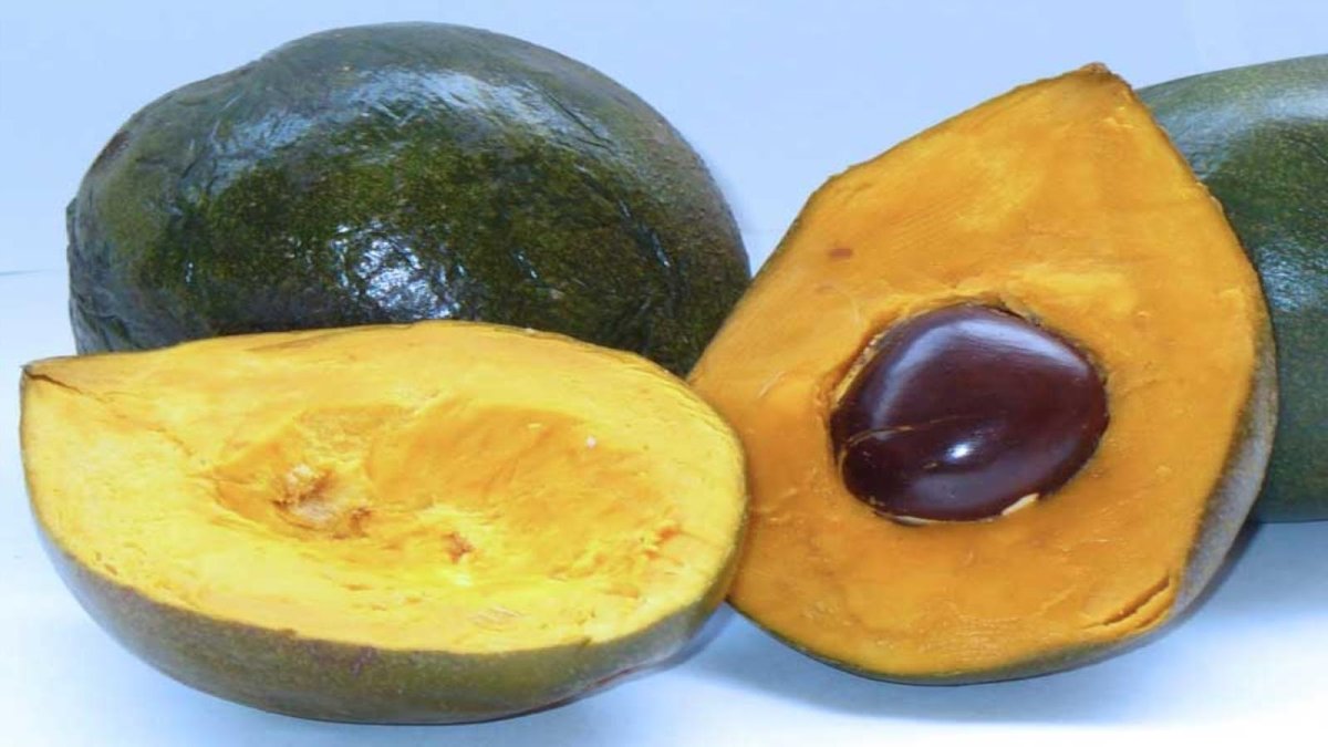 Pouteria Lucuma