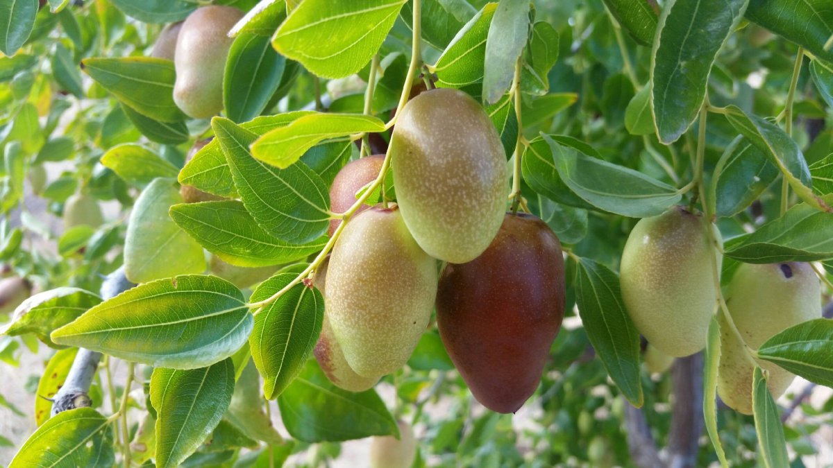 Листья зизифуса
