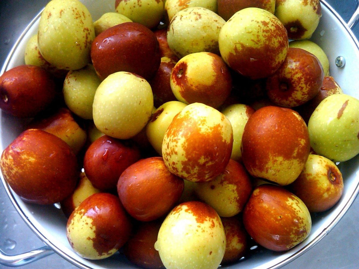 Мушмула Зизифус