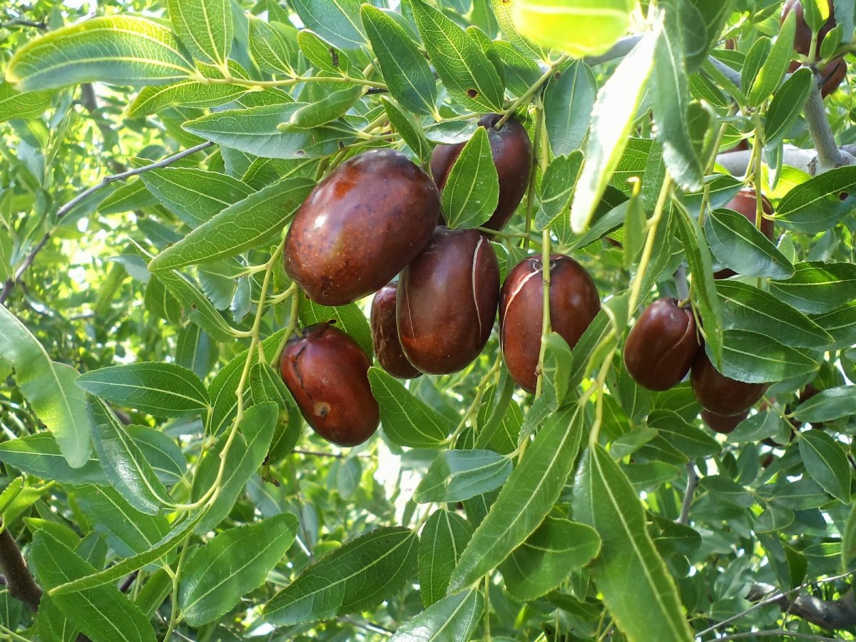 Финик Зизифус