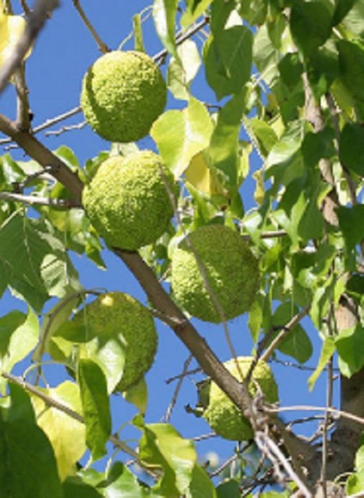 Osage Orange дерево