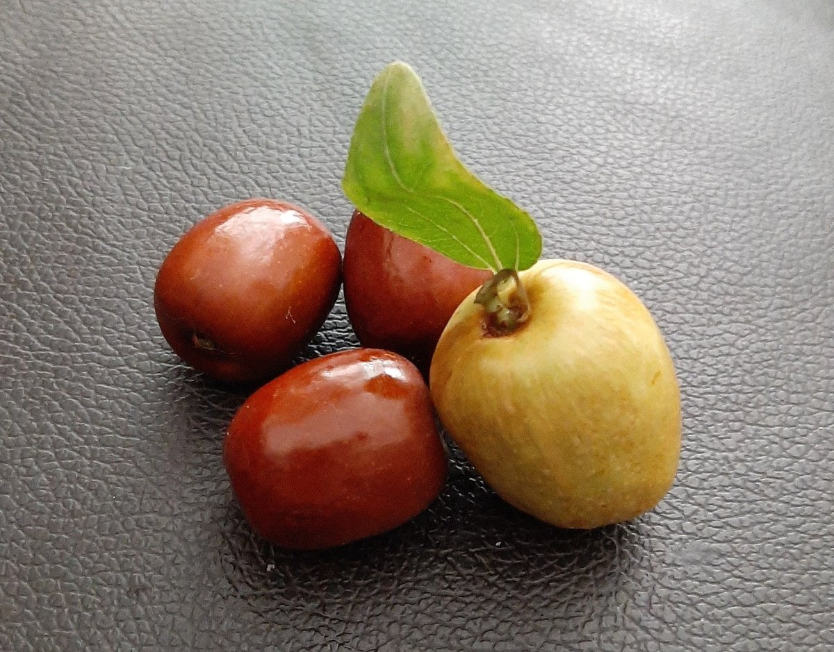 Ziziphus Jujuba корни