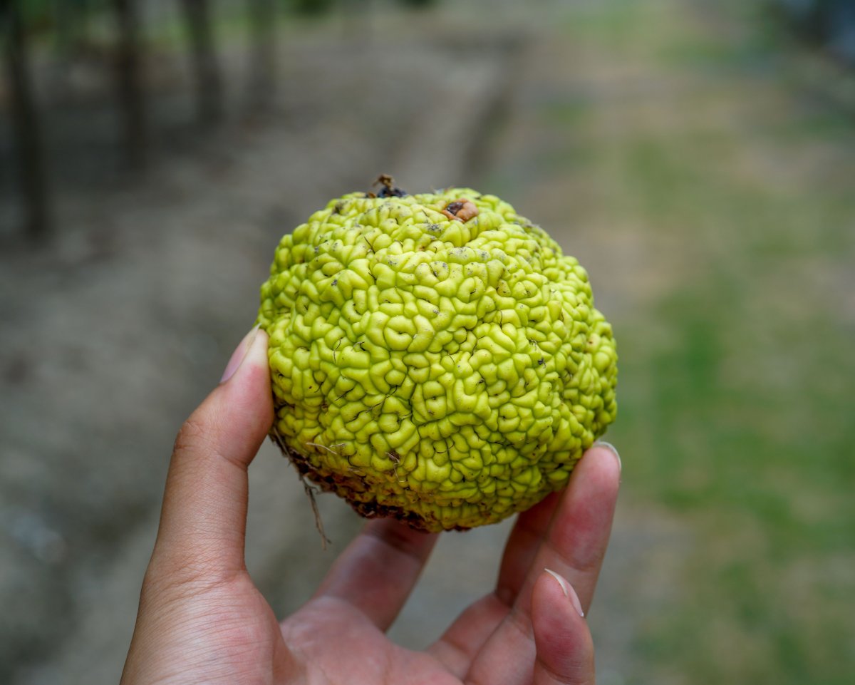 Колючая маклюра оранжевая