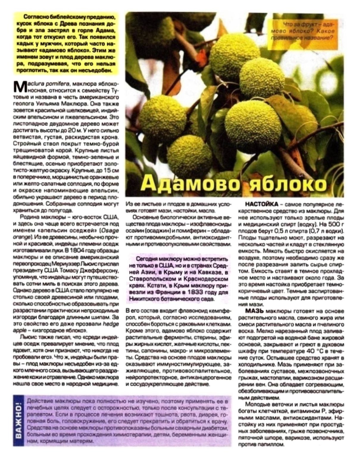 Маклюра сушеная