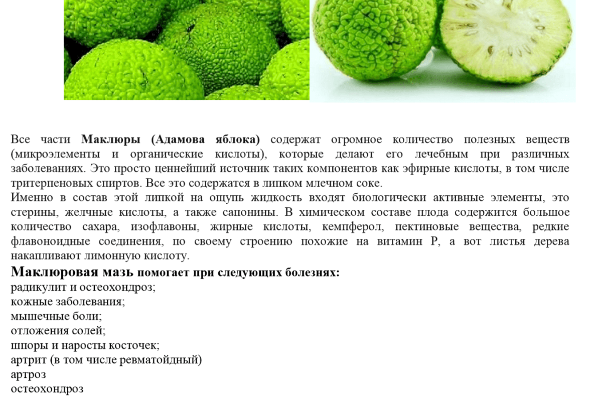 Маклюра адамово яблоко настойка