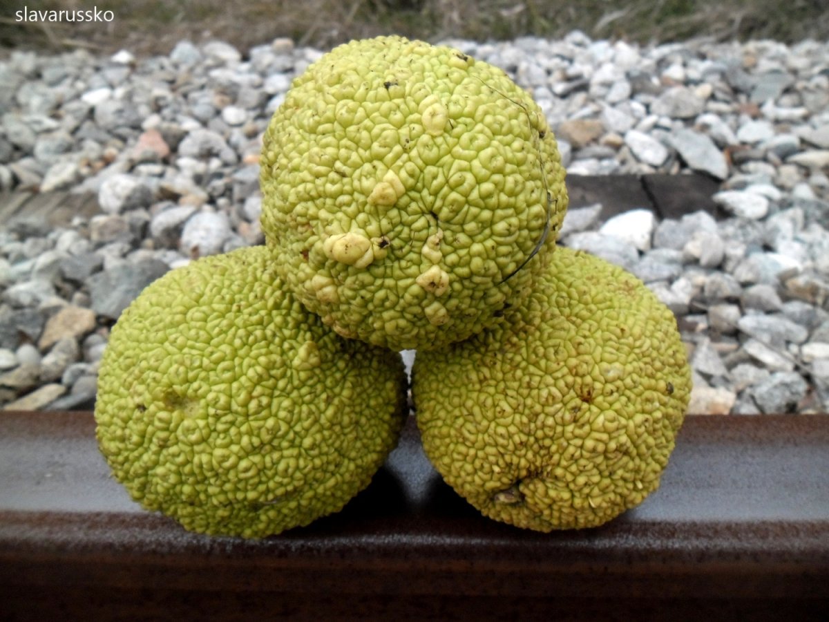 Куст маклюра