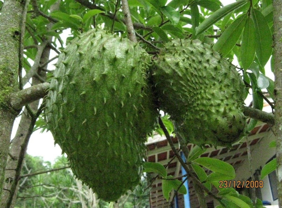 Гравиола (Annona muricata)