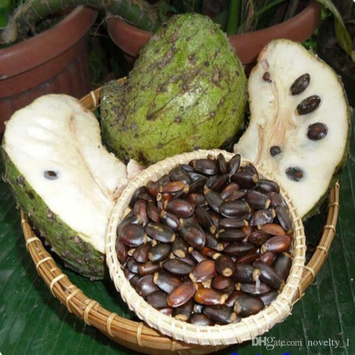Annona muricata