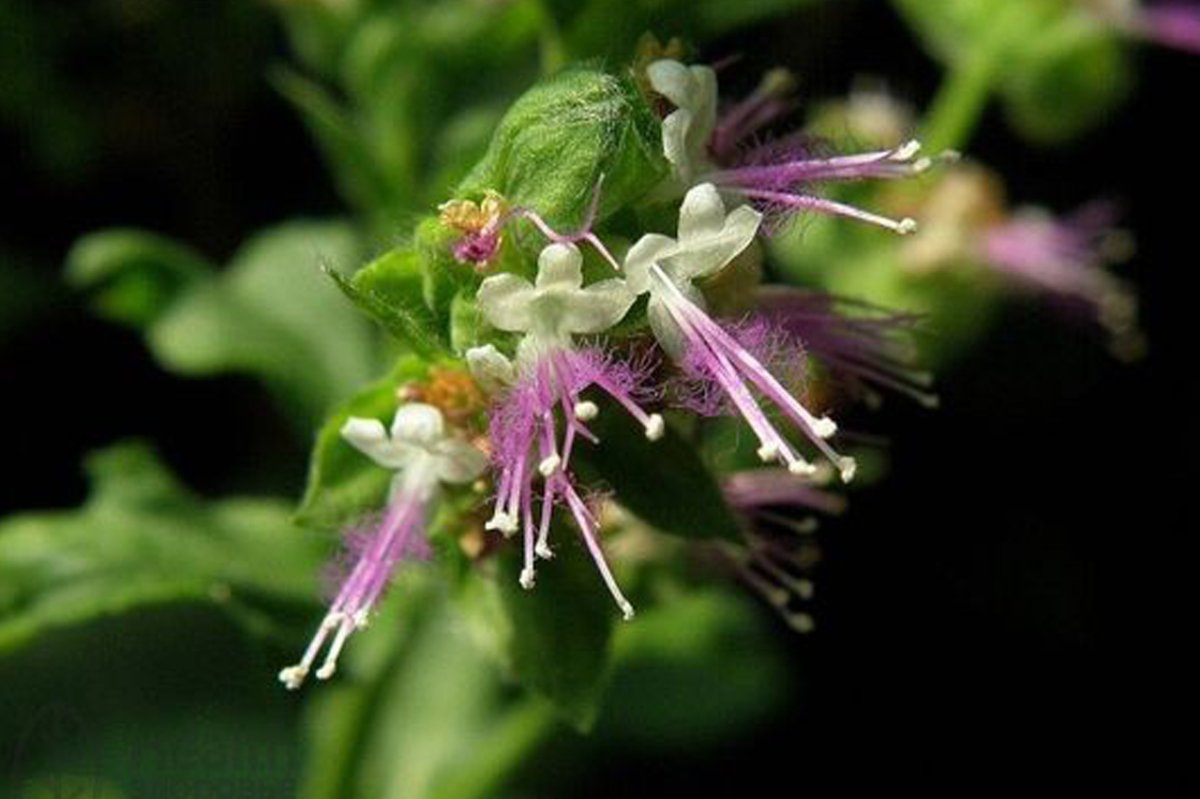 Pogostemon cablin Patchouli