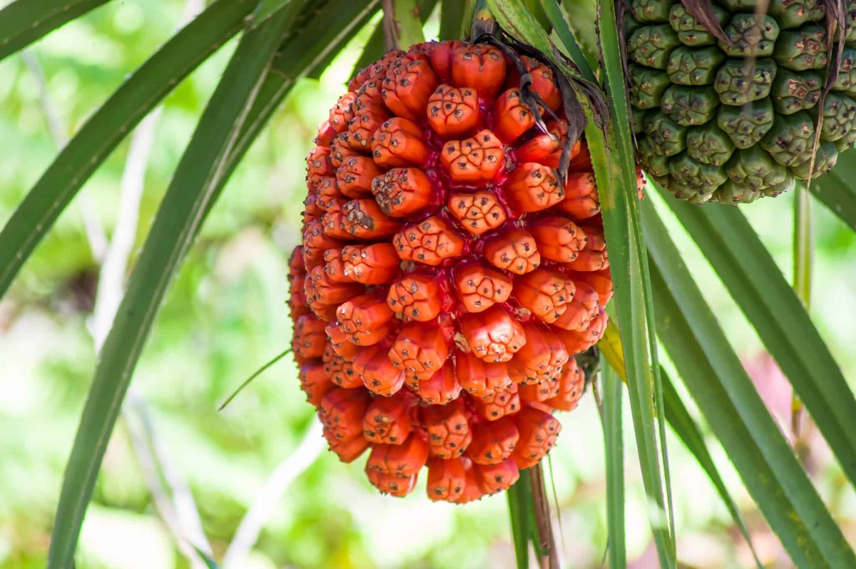 Pandanus tectorius