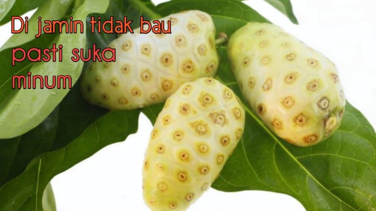 Mengkudu kaps