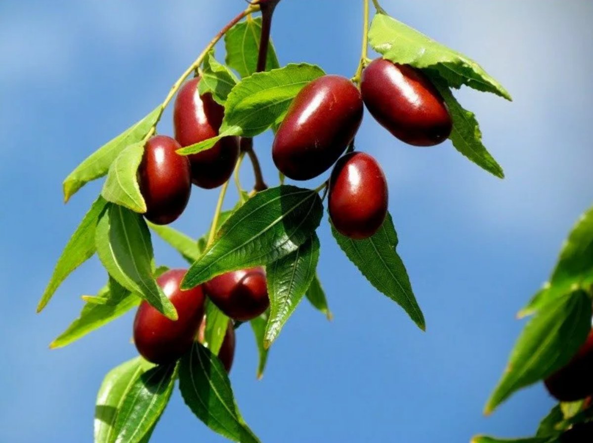 Китайский финик ююба